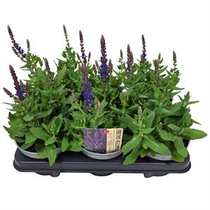 Afbeelding van Salvia P13 ost friesland imp blue
